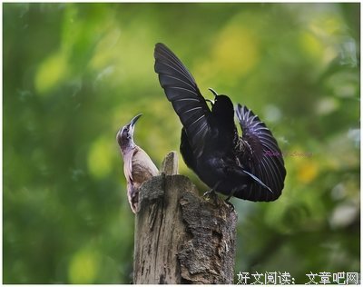 有关极乐鸟的名言