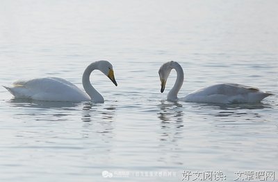 最全的《若爱，请许我今世今生》佳句摘抄大全