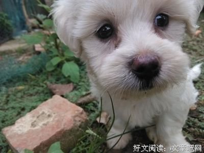 最经典的《在全国观众面前撒狗粮》语录摘抄