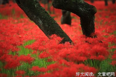 曼殊沙华的名人名言