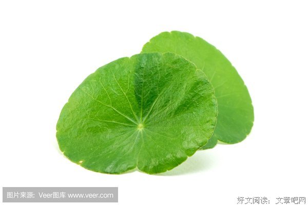 最全的积雪草名言