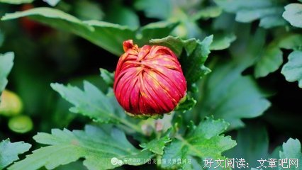 最经典的《田园大宋》小说句子大全