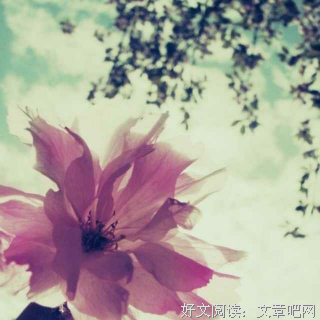 《心房的文客》的句子