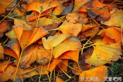 最全的叶落无心的名言