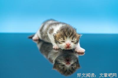 微笑的猫名言警句