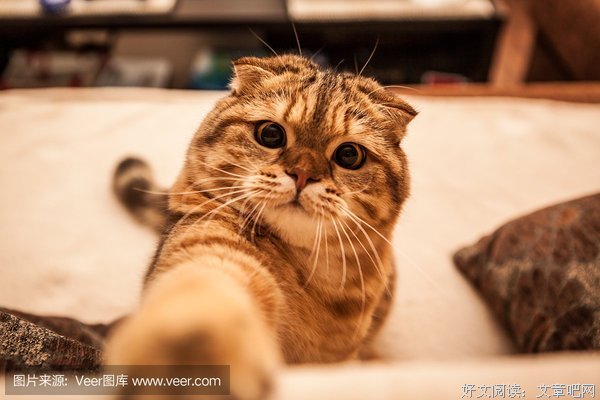 爱猫、爱玩、爱吃、爱画，这个90后懂得享受生活