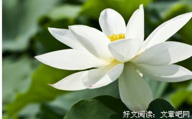 莲花郎面名言