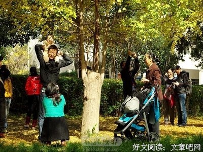 香龙血树经典句子