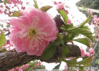 最经典的《朝露终相逢》好段摘抄