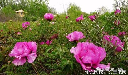 《上古》佳句摘抄大全