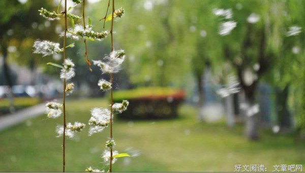 杨华玉：花事