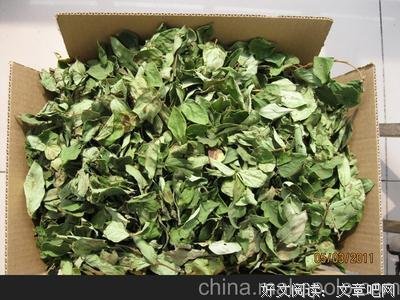 最全的《忍冬》语录摘抄大全