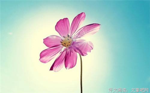 人生如花，淡者香 