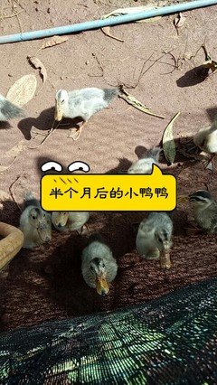 《随想》好段摘抄大全