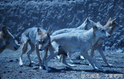 最新的《杀破狼》语录摘抄