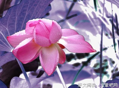 描写夏荷的经典句子