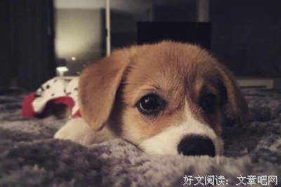 年来都只些句子