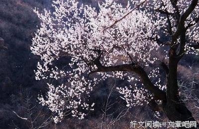最全的一襟晚照名言