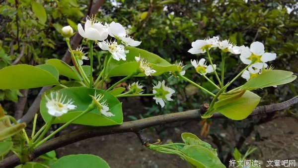 有关梨花，雨落的名言名句