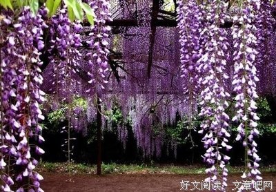 关于淡淡的忧伤的优美句子