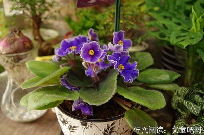 最全的《至此终年》小说摘抄