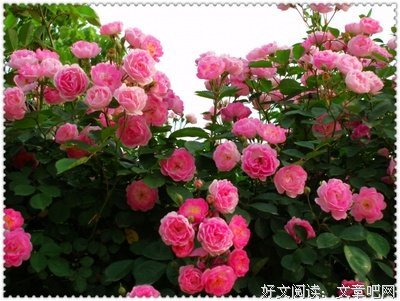 最新的《蔷薇岛屿》语录摘抄大全
