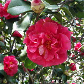 杂句:一只荔枝名句欣赏