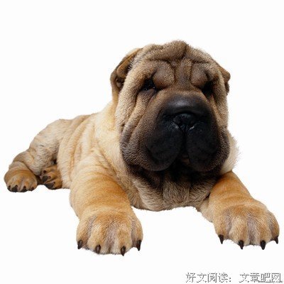 般若句子