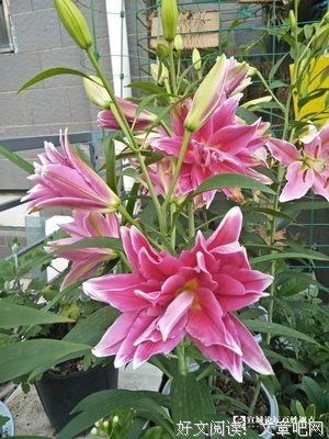 有关菖蒲名句欣赏
