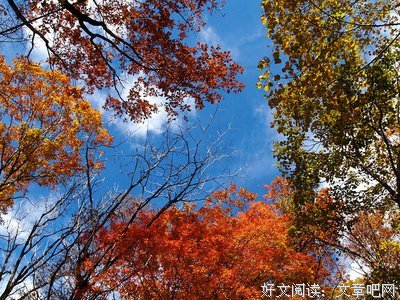 阿城的名言