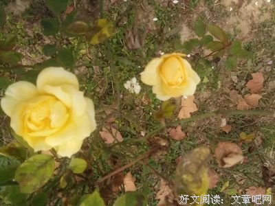 最经典的《死神的歌谣》名句欣赏大全