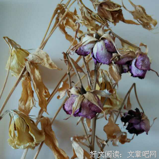工作的心态 —— 阳光心态 灿烂人生