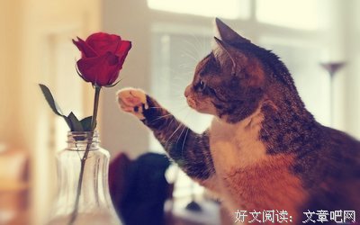 最新的《幸福的七种颜色》好段摘抄