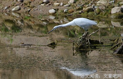 关于鞭长莫及的名言