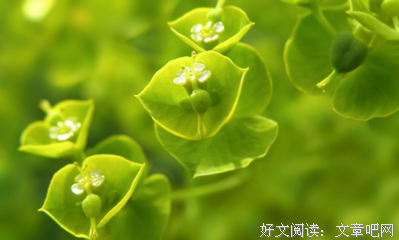 《作文》的句子