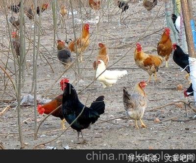 最新的柴鸡蛋的格言