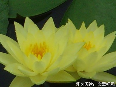 莲花集名句欣赏