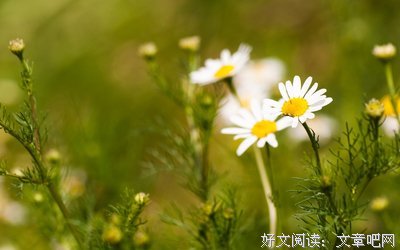 太阳花优美的句子