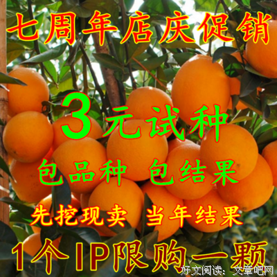 桔子树名句欣赏