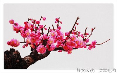 最经典的《天涯论坛--梅花易数详解》经典语录