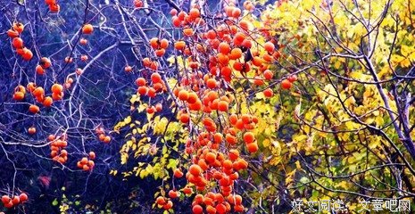 最新的《车队218荒漠狼蛮》经典句子
