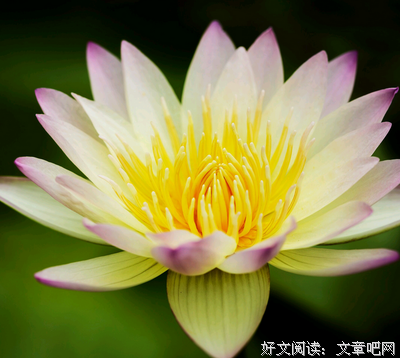 关于双弩精灵名言大全