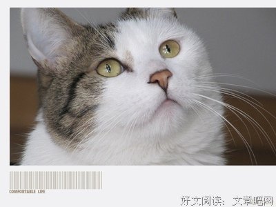 最新的《益年发的那向降措尊者新浪微博》经典句子