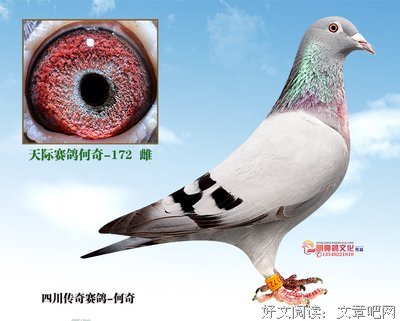 关于何奇的语句