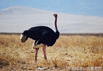 关于多夫的格言