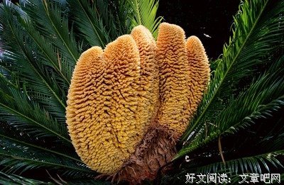 关于铁树开花的格言