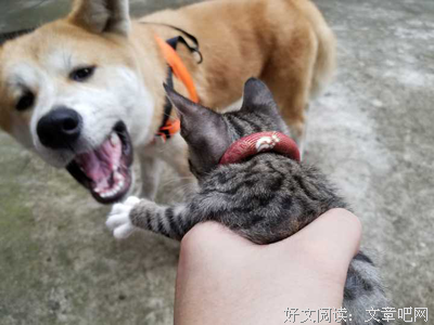 为什么说养狗比养猫更幸福？