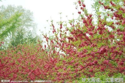 有关春暖花开名言大全