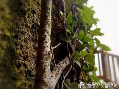 自在一是夕阳 经典名句