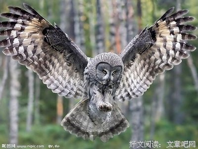 关于伊丽莎白·毕肖普名言